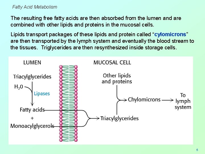 Fatty Acid Metabolism The resulting free fatty acids are then absorbed from the lumen