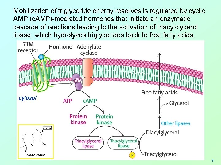 Mobilization of triglyceride energy reserves is regulated by cyclic AMP (c. AMP)-mediated hormones that
