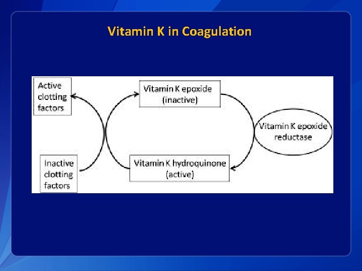 Vitamin K in Coagulation 