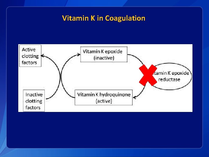 Vitamin K in Coagulation 