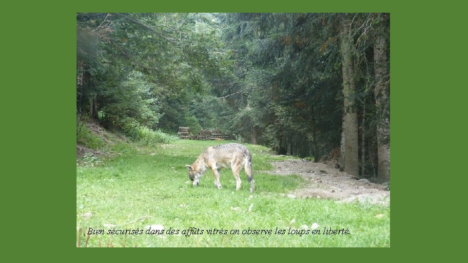 Bien sécurisés dans des affûts vitrés on observe les loups en liberté. 