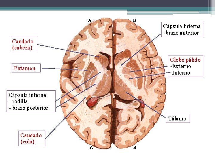 Cápsula interna -brazo anterior Caudado (cabeza) Putamen Globo pálido -Externo -Interno Cápsula interna -