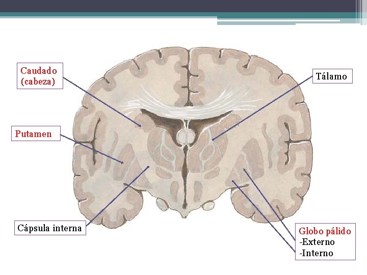 Caudado (cabeza) Tálamo Putamen Cápsula interna Globo pálido -Externo -Interno 