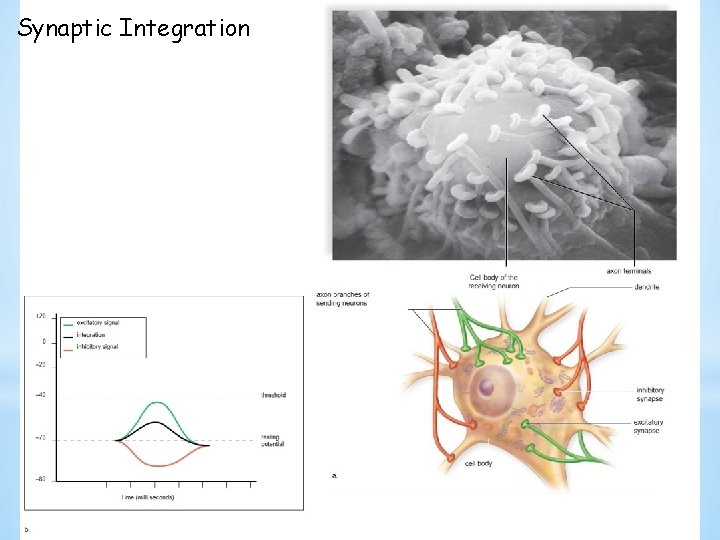 Synaptic Integration 