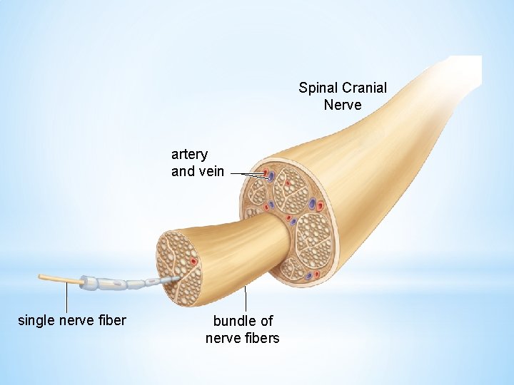 Spinal Cranial Nerve artery and vein single nerve fiber bundle of nerve fibers 