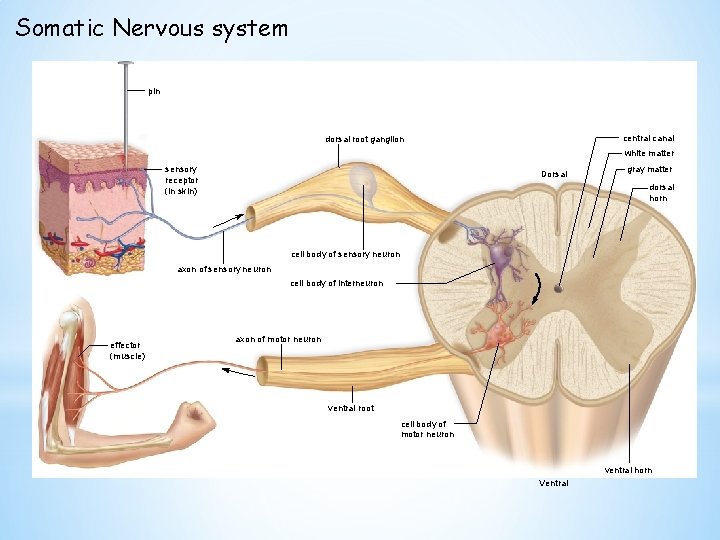 Somatic Nervous system pin central canal dorsal root ganglion white matter sensory receptor (in