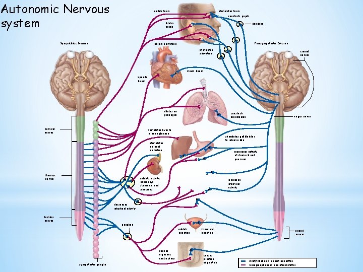 Autonomic Nervous system stimulates tears inhibits tears constricts pupils dilates pupils Sympathetic Division ganglion