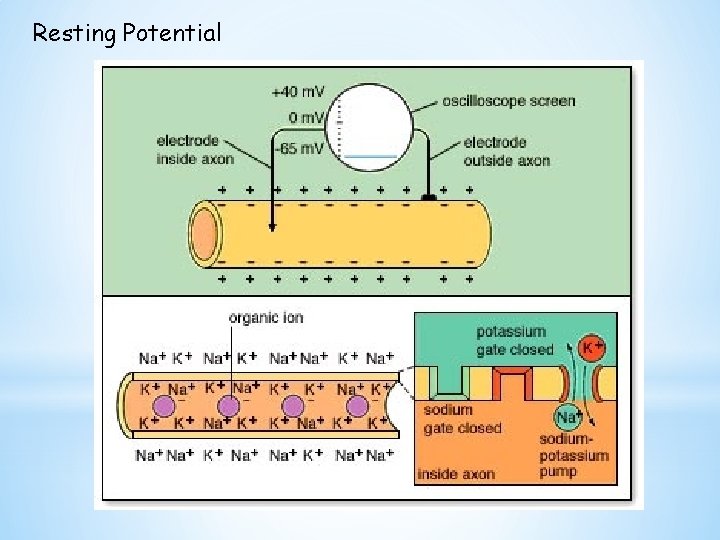 Resting Potential 