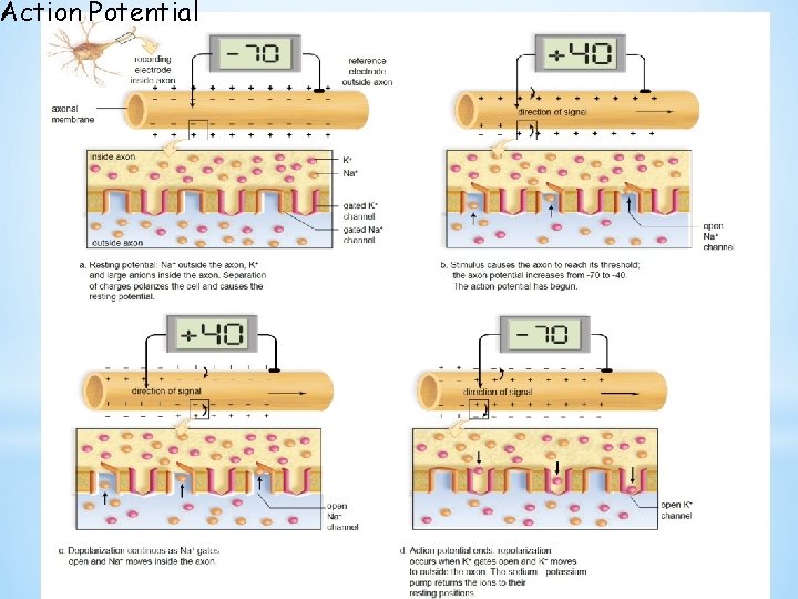 Action Potential 