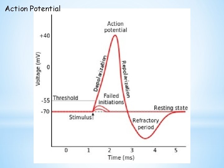 Action Potential 