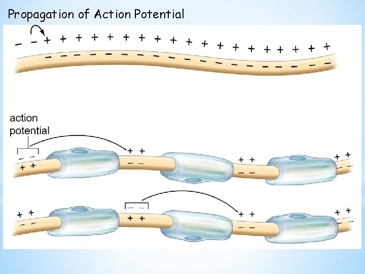 Propagation of Action Potential 