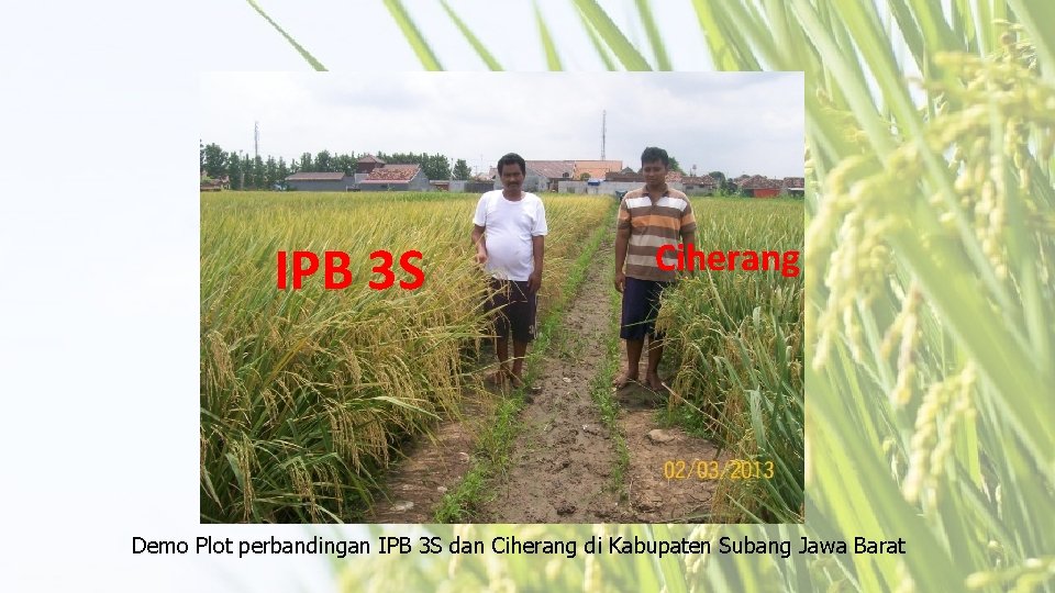 IPB 3 S Ciherang Demo Plot perbandingan IPB 3 S dan Ciherang di Kabupaten