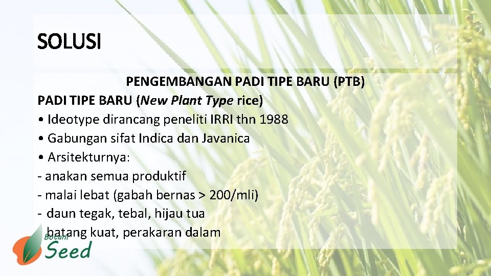 SOLUSI PENGEMBANGAN PADI TIPE BARU (PTB) PADI TIPE BARU (New Plant Type rice) •