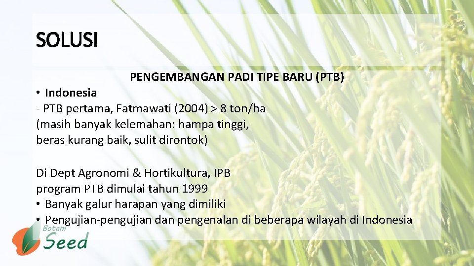 SOLUSI PENGEMBANGAN PADI TIPE BARU (PTB) • Indonesia - PTB pertama, Fatmawati (2004) >