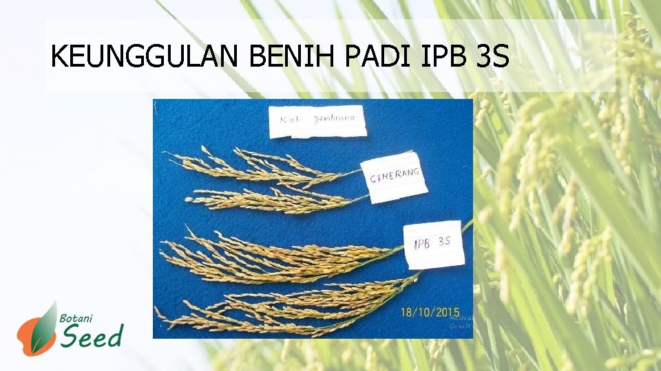 KEUNGGULAN BENIH PADI IPB 3 S 