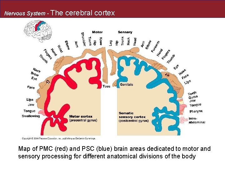 Nervous System - The cerebral cortex Map of PMC (red) and PSC (blue) brain