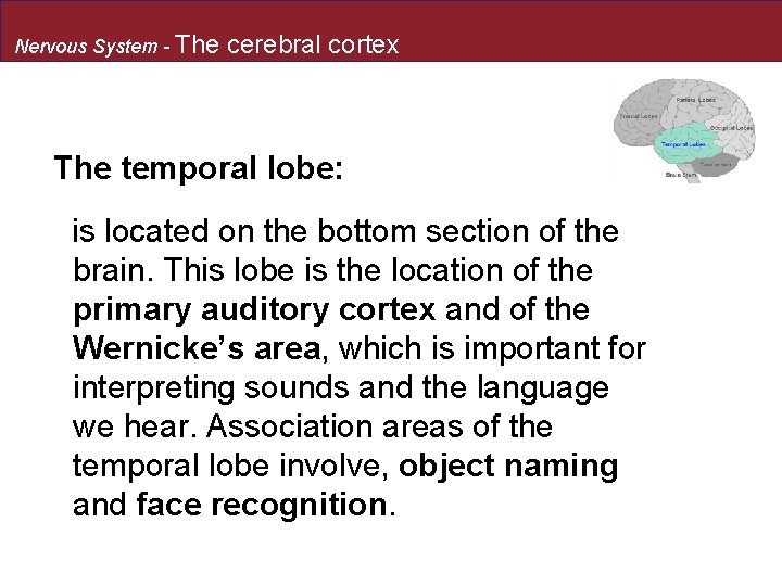Nervous System - The cerebral cortex The temporal lobe: is located on the bottom