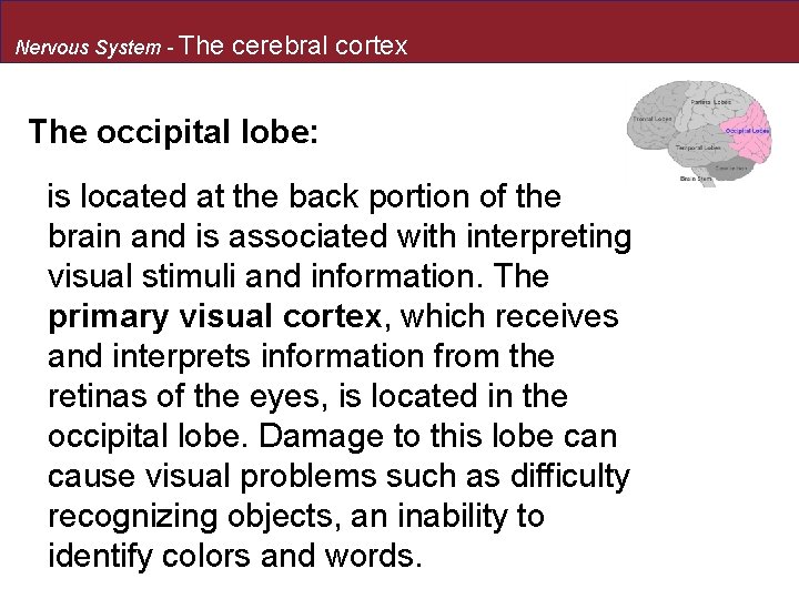 Nervous System - The cerebral cortex The occipital lobe: is located at the back