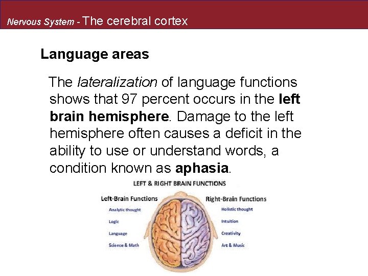 Nervous System - The cerebral cortex Language areas The lateralization of language functions shows