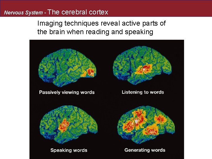 Nervous System - The cerebral cortex Imaging techniques reveal active parts of the brain