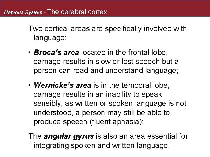Nervous System - The cerebral cortex Two cortical areas are specifically involved with language: