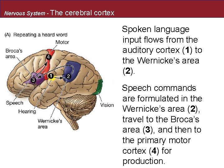 Nervous System - The cerebral cortex Spoken language input flows from the auditory cortex