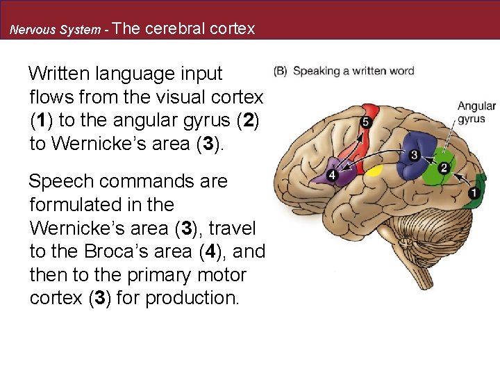 Nervous System - The cerebral cortex Written language input flows from the visual cortex