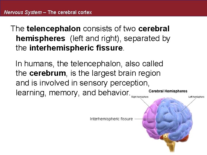 Nervous System – The cerebral cortex The telencephalon consists of two cerebral hemispheres (left
