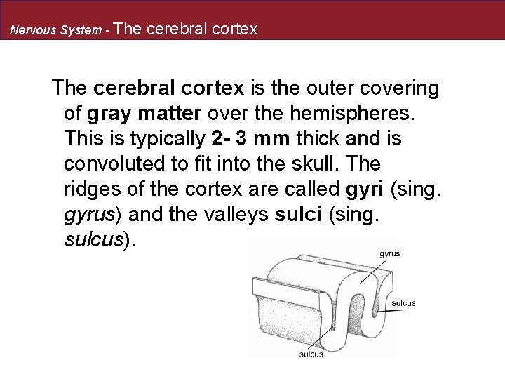 Nervous System - The cerebral cortex is the outer covering of gray matter over
