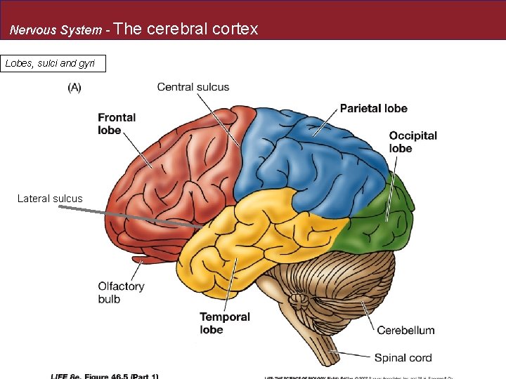 Nervous System - The Lobes, sulci and gyri Lateral sulcus cerebral cortex 