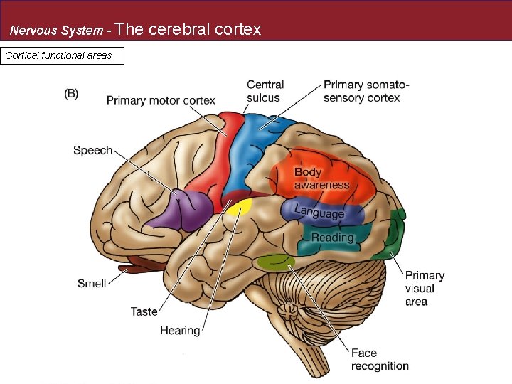 Nervous System - The Cortical functional areas cerebral cortex 