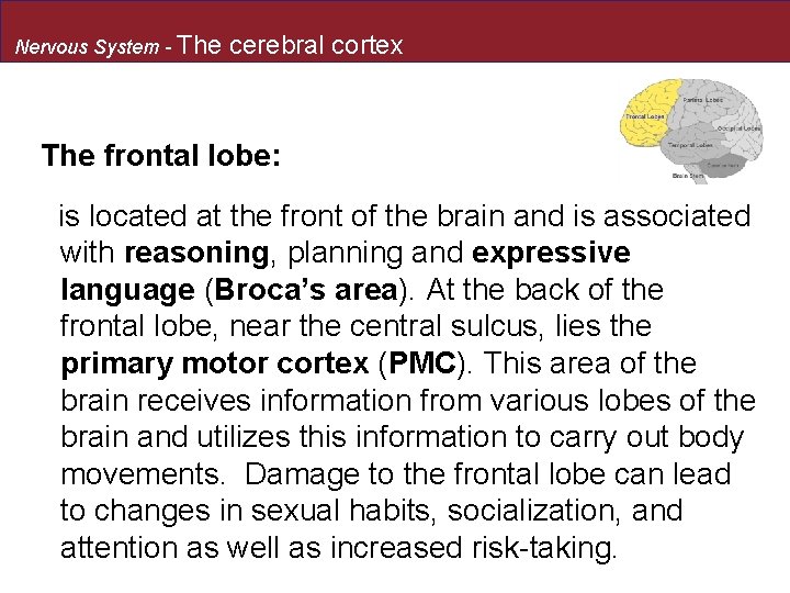Nervous System - The cerebral cortex The frontal lobe: is located at the front