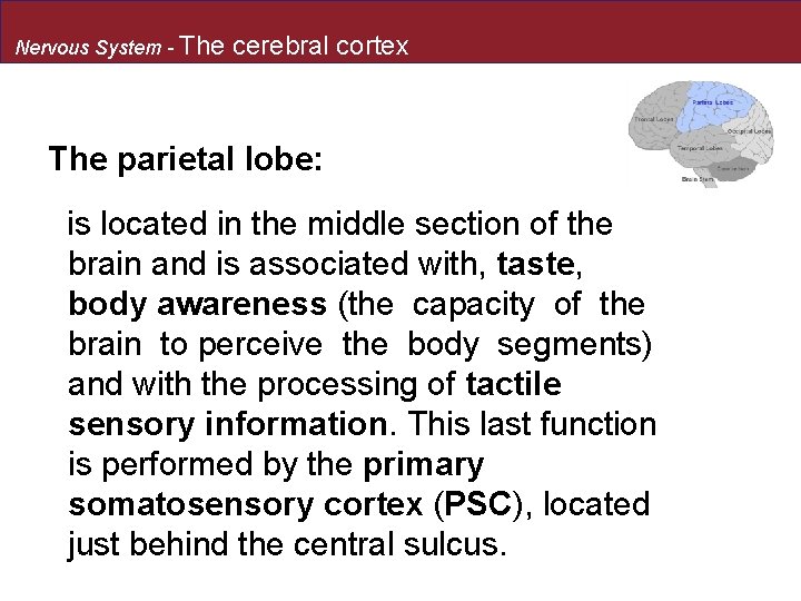 Nervous System - The cerebral cortex The parietal lobe: is located in the middle