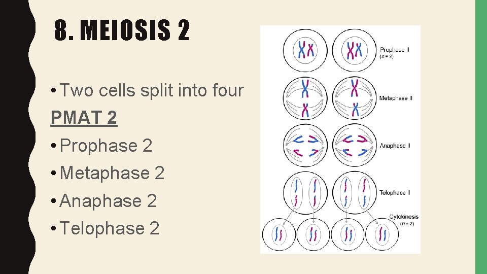 8. MEIOSIS 2 • Two cells split into four PMAT 2 • Prophase 2