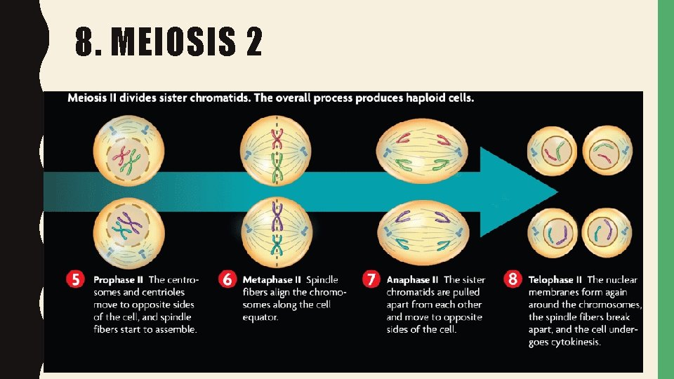 8. MEIOSIS 2 