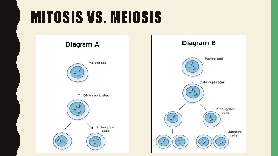 MITOSIS VS. MEIOSIS 
