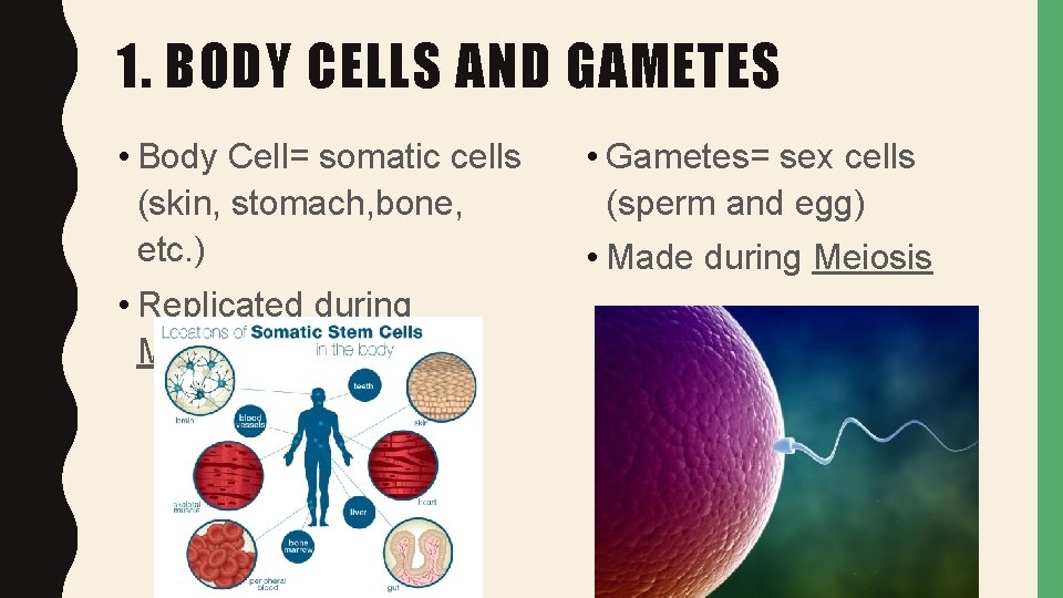 1. BODY CELLS AND GAMETES • Body Cell= somatic cells (skin, stomach, bone, etc.