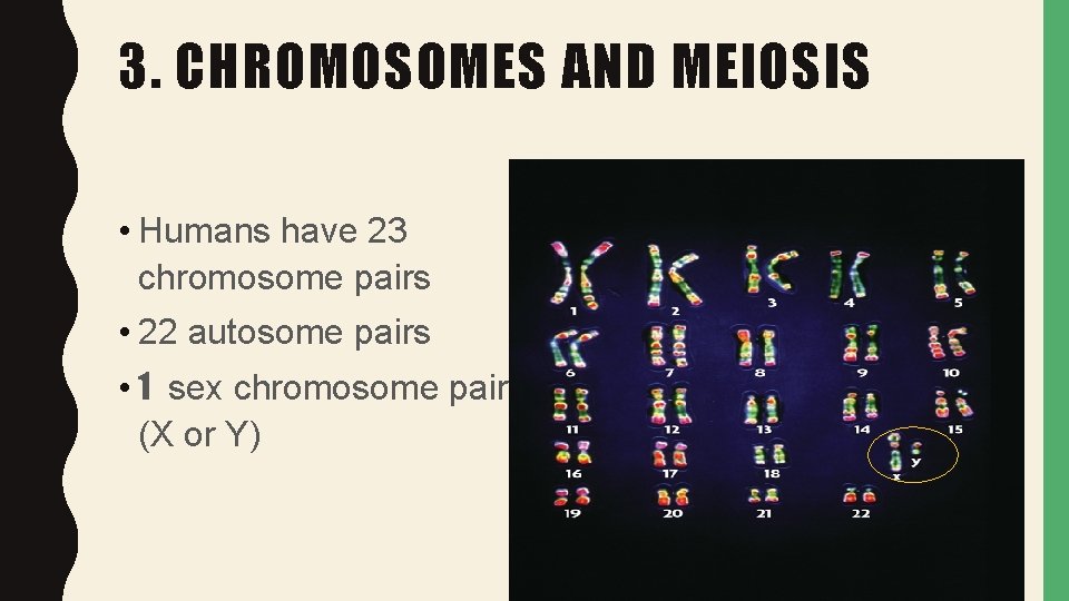 3. CHROMOSOMES AND MEIOSIS • Humans have 23 chromosome pairs • 22 autosome pairs