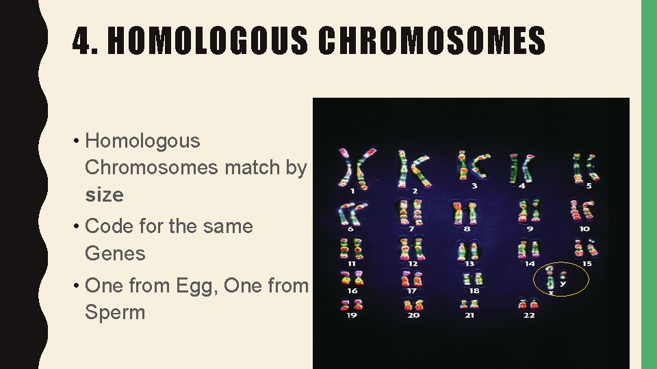 4. HOMOLOGOUS CHROMOSOMES • Homologous Chromosomes match by size • Code for the same
