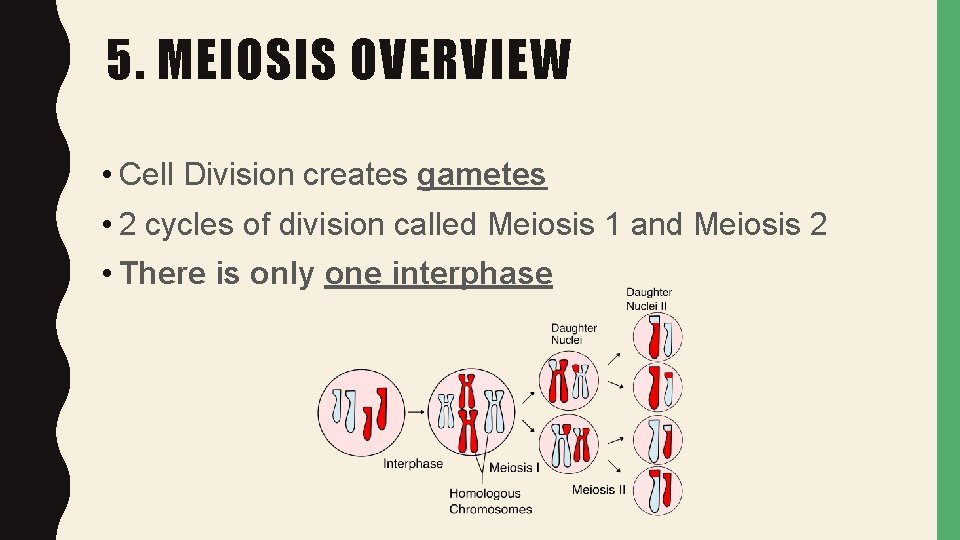 5. MEIOSIS OVERVIEW • Cell Division creates gametes • 2 cycles of division called