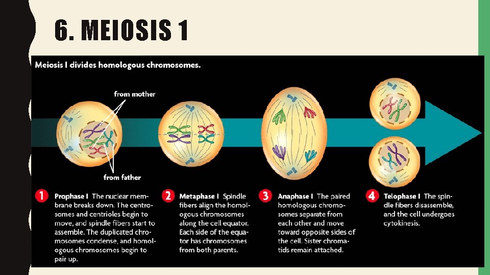 6. MEIOSIS 1 