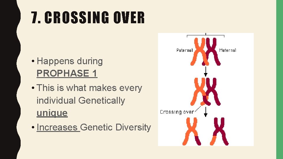 7. CROSSING OVER • Happens during PROPHASE 1 • This is what makes every
