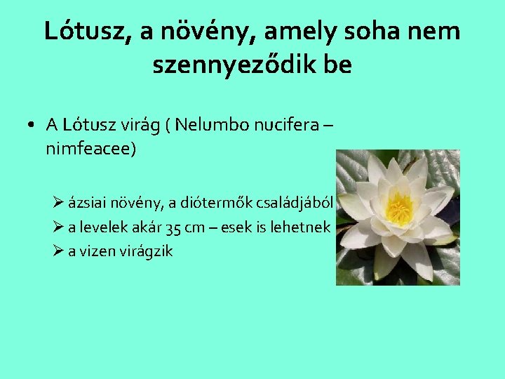Lótusz, a növény, amely soha nem szennyeződik be • A Lótusz virág ( Nelumbo