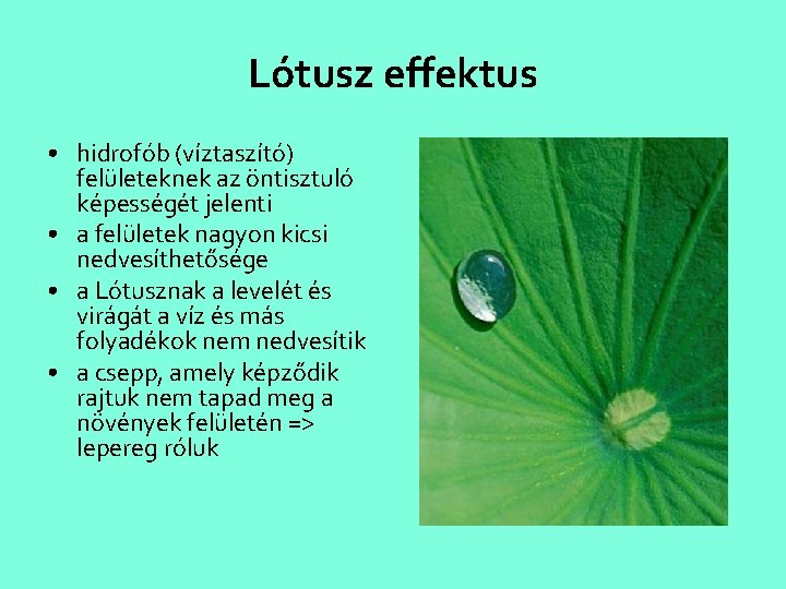 Lótusz effektus • hidrofób (víztaszító) felületeknek az öntisztuló képességét jelenti • a felületek nagyon