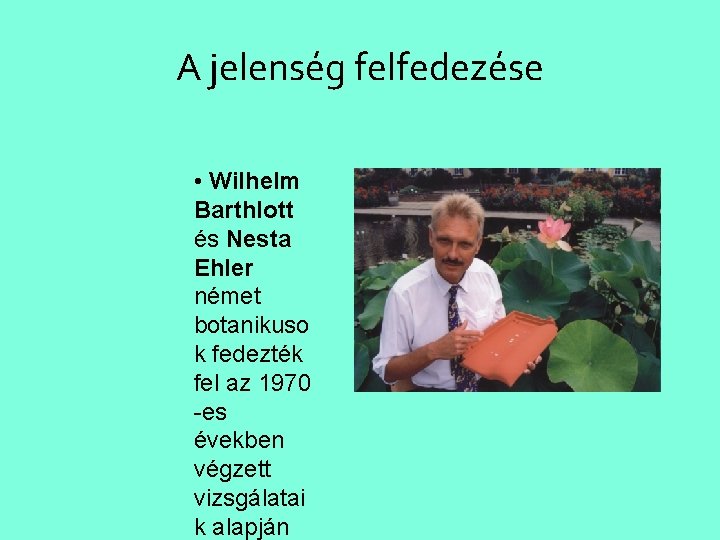 A jelenség felfedezése • Wilhelm Barthlott és Nesta Ehler német botanikuso k fedezték fel