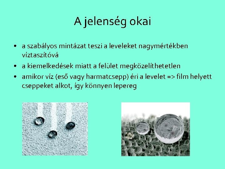 A jelenség okai • a szabályos mintázat teszi a leveleket nagymértékben víztaszítóvá • a