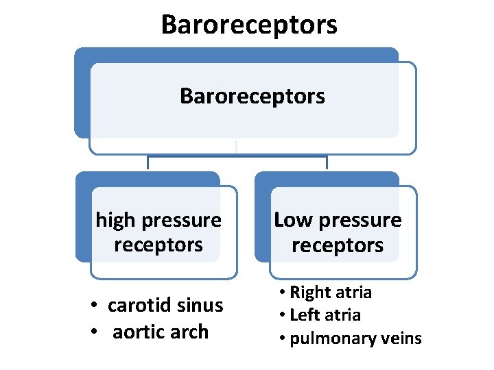 Baroreceptors high pressure receptors Low pressure receptors • carotid sinus • aortic arch •
