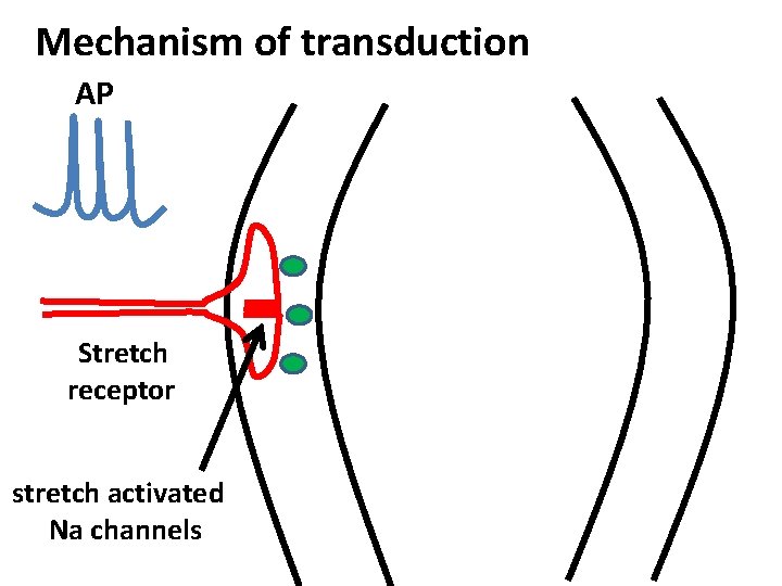 Mechanism of transduction AP Stretch receptor stretch activated Na channels 