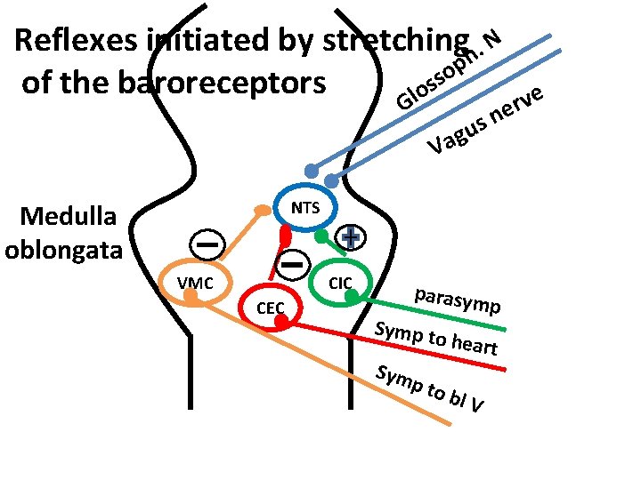 Reflexes initiated by stretchingh. N p o s s of the baroreceptors lo G