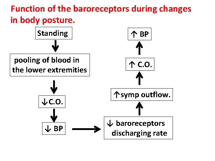 Function of the baroreceptors during changes in body posture. Standing pooling of blood in